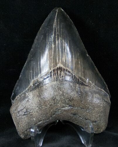 Serrated, Black Megalodon Tooth #13285